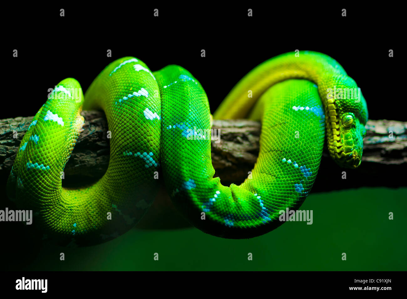 Green Tree Python Foto Stock