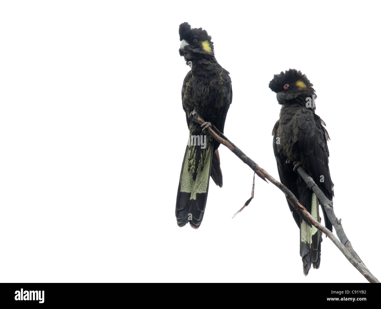 Cacatua nero immagini e fotografie stock ad alta risoluzione - Alamy