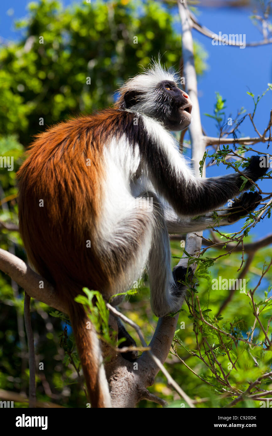 Red Colobus Monkey, Jambiani, Zanzibar Foto Stock