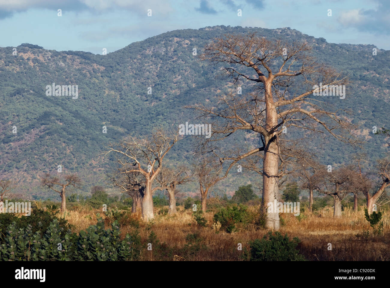 Alberi di baobab crescono sul bordo meridionale del Liwonde parco nazionale rivolta a sud per il Chikala hills nel sud del Malawi. Foto Stock