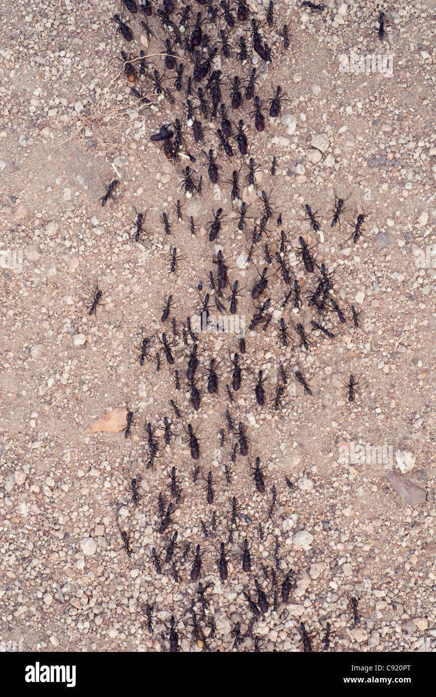 Soldato formiche attraversare le vie in Liwonde national park nel sud del Malawi. Foto Stock