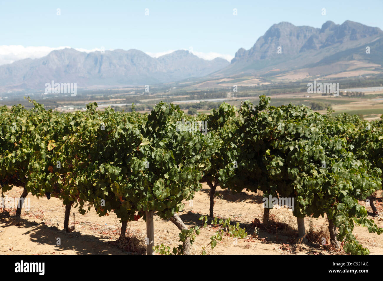 Vigneti a Fairview Cantina, parte dei grandi vini Sud Africani industria. Foto Stock