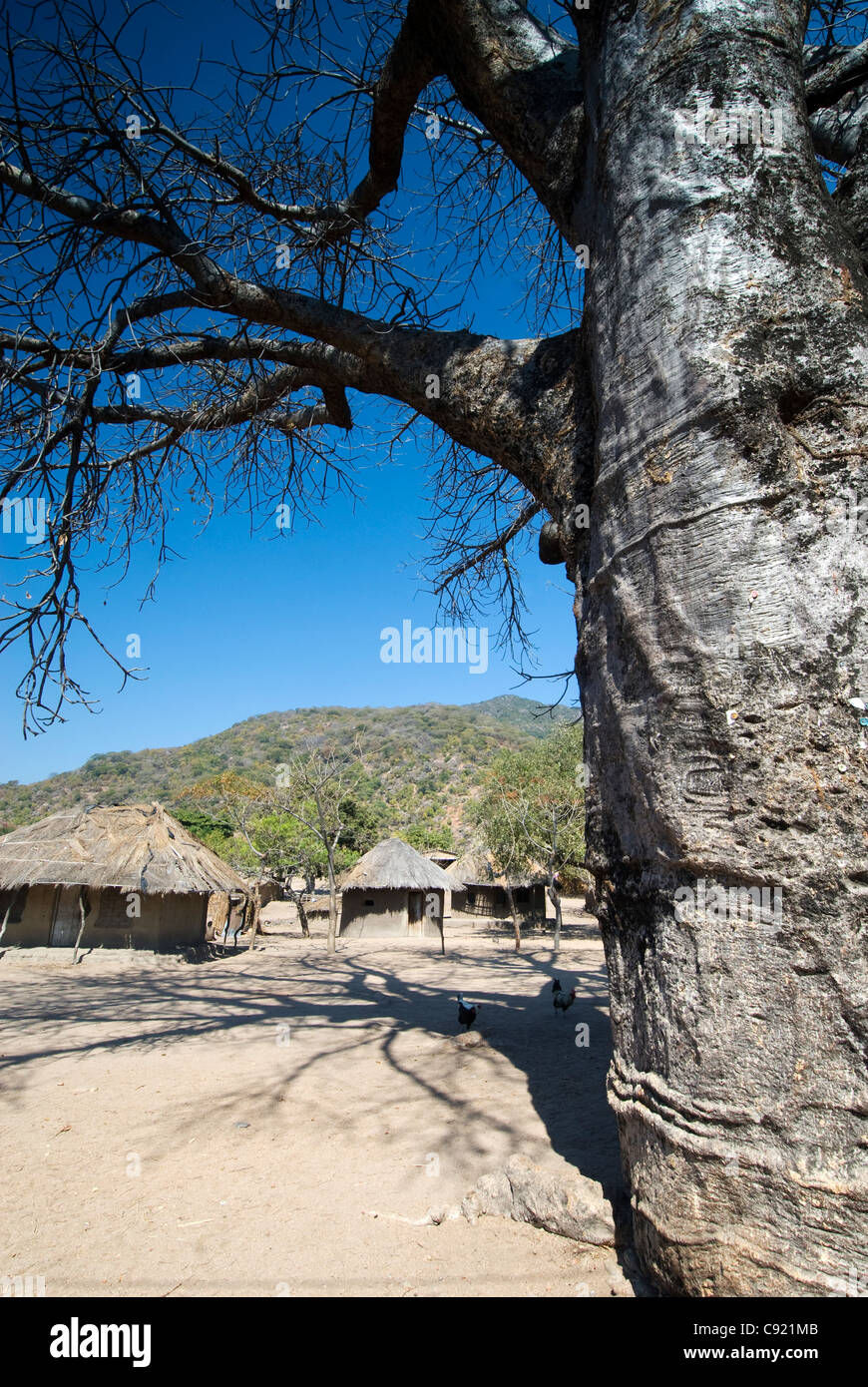 Alberi di baobab e case in paglia stand nel villaggio di Cape Maclear all'estremità meridionale del Lago Malawi. Foto Stock