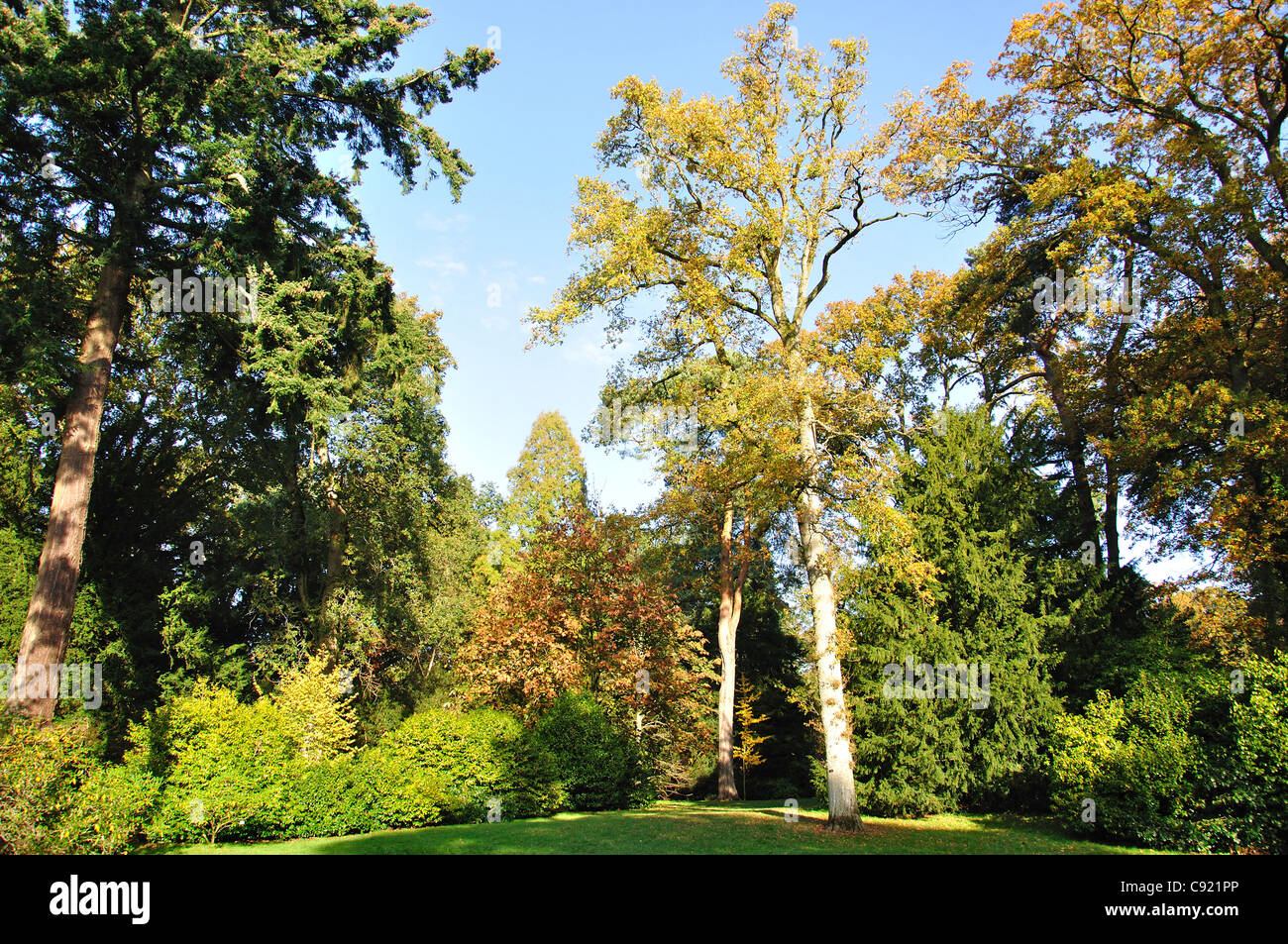 I colori autunnali, Westonbirt, National Arboretum, vicino a Tetbury, Gloucestershire, England, Regno Unito Foto Stock