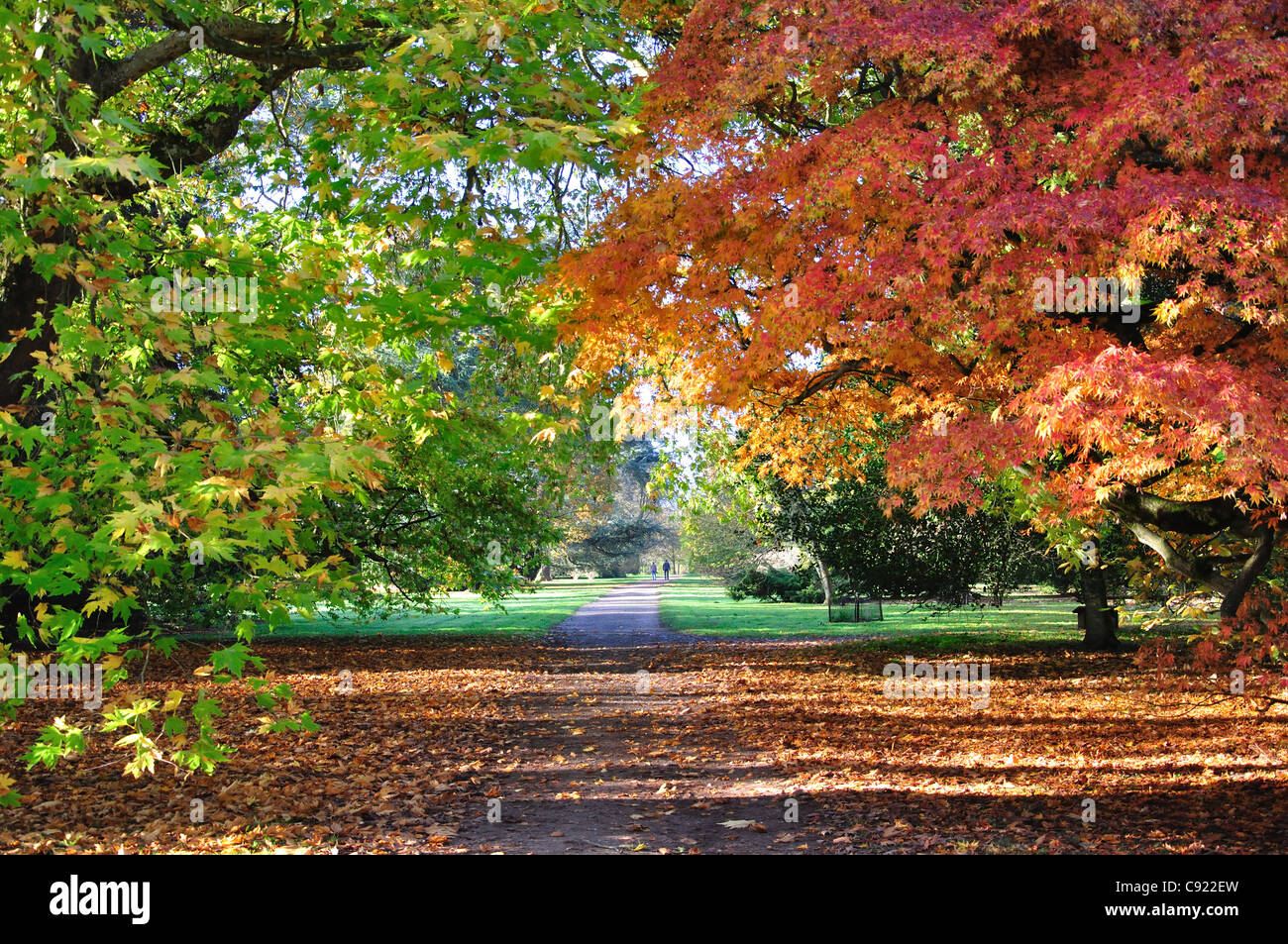 I colori autunnali, Westonbirt, National Arboretum, vicino a Tetbury, Gloucestershire, England, Regno Unito Foto Stock