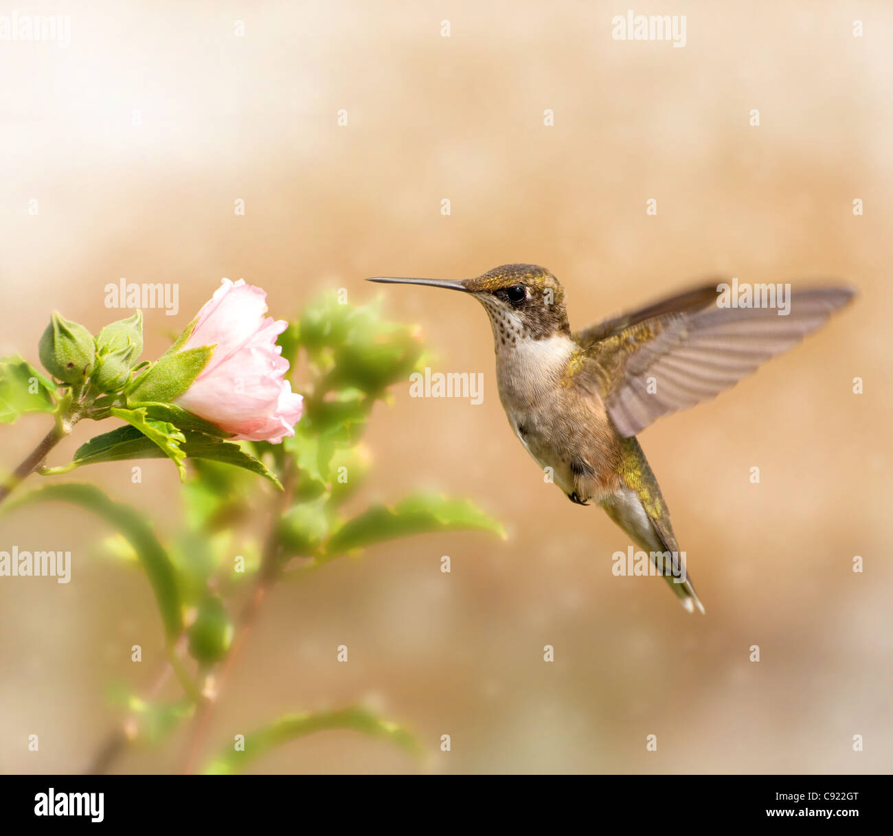 Immagine da sogno di un giovane maschio Hummingbird in bilico Foto Stock