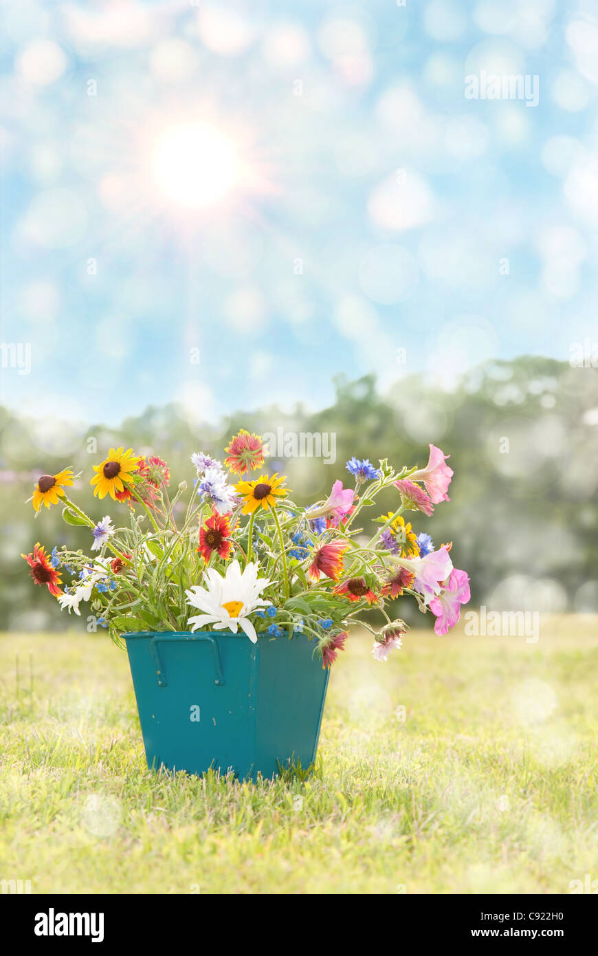 Immagine sognante di fiori di primavera in un vaso quadrato contro il sole Foto Stock