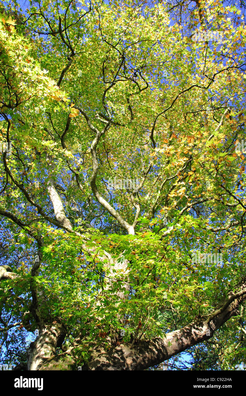 I colori autunnali, Westonbirt, National Arboretum, vicino a Tetbury, Gloucestershire, England, Regno Unito Foto Stock