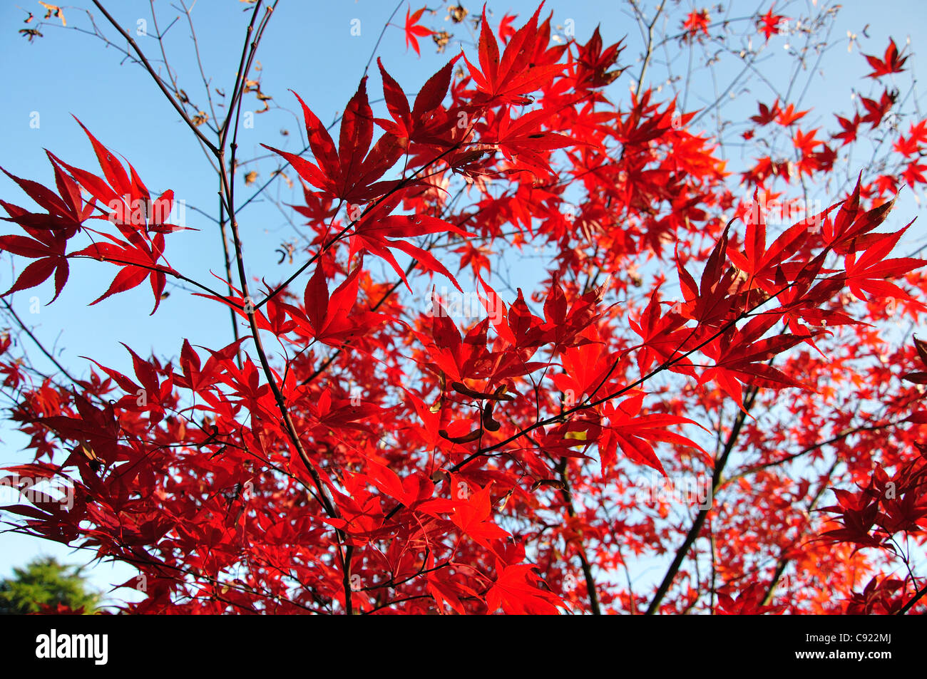 I colori autunnali, Westonbirt, National Arboretum, vicino a Tetbury, Gloucestershire, England, Regno Unito Foto Stock