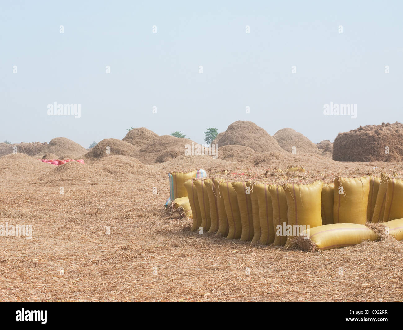 Sacchi di riso e pile di fieno in un campo di riso durante il raccolto in Sisophon, Banteay Meanchey Provincia, Cambogia Foto Stock