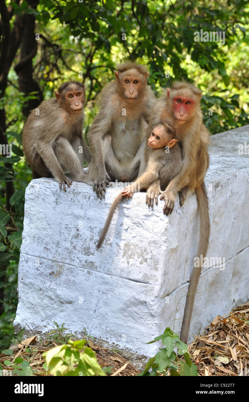 Macaca radiata Foto Stock