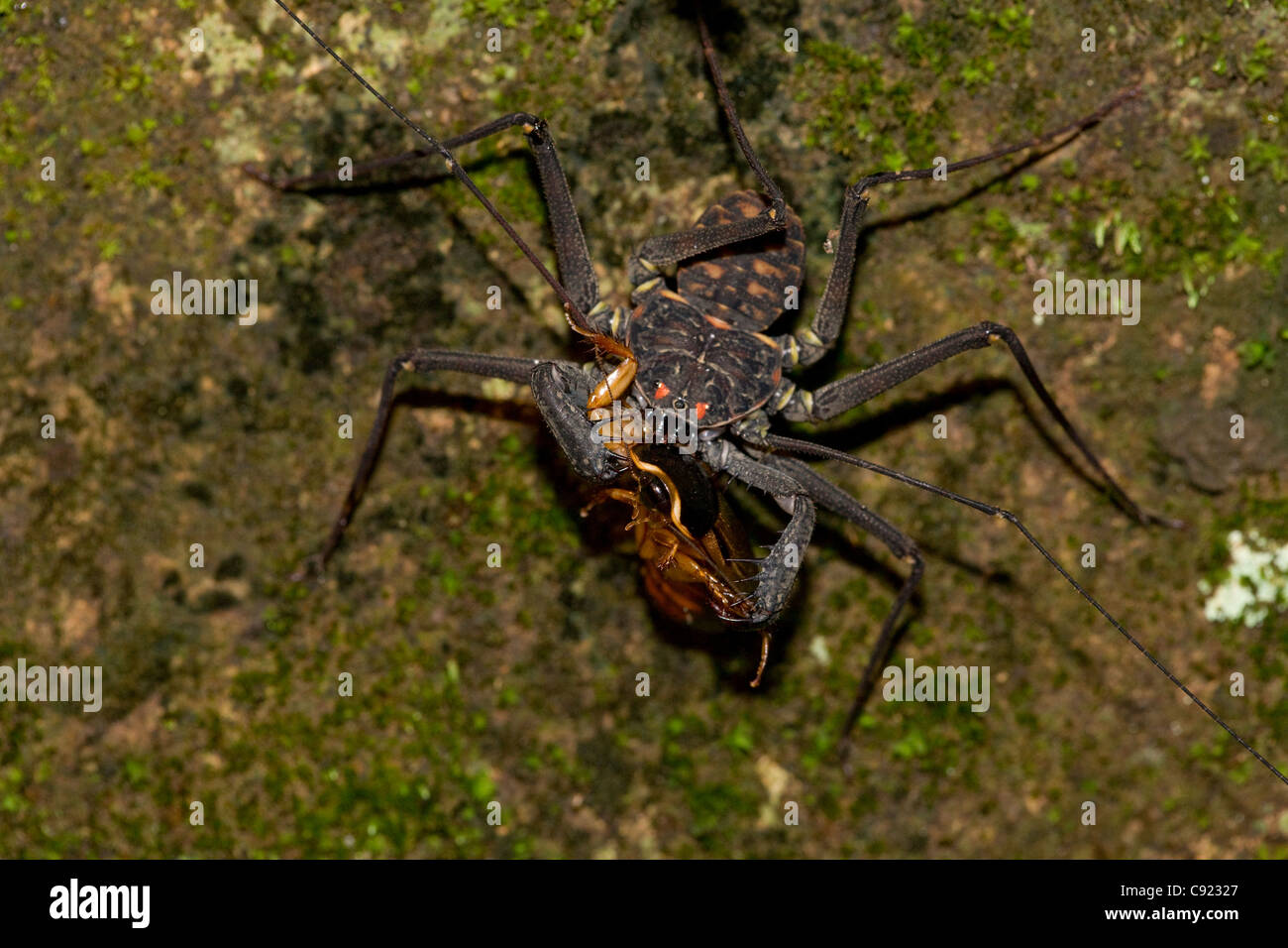 Tail-meno frusta scorpion - (Phrynus whitei) - Costa Rica - Amblypygid - tropical foresta secca - Santa Rosa parco nazionale Foto Stock