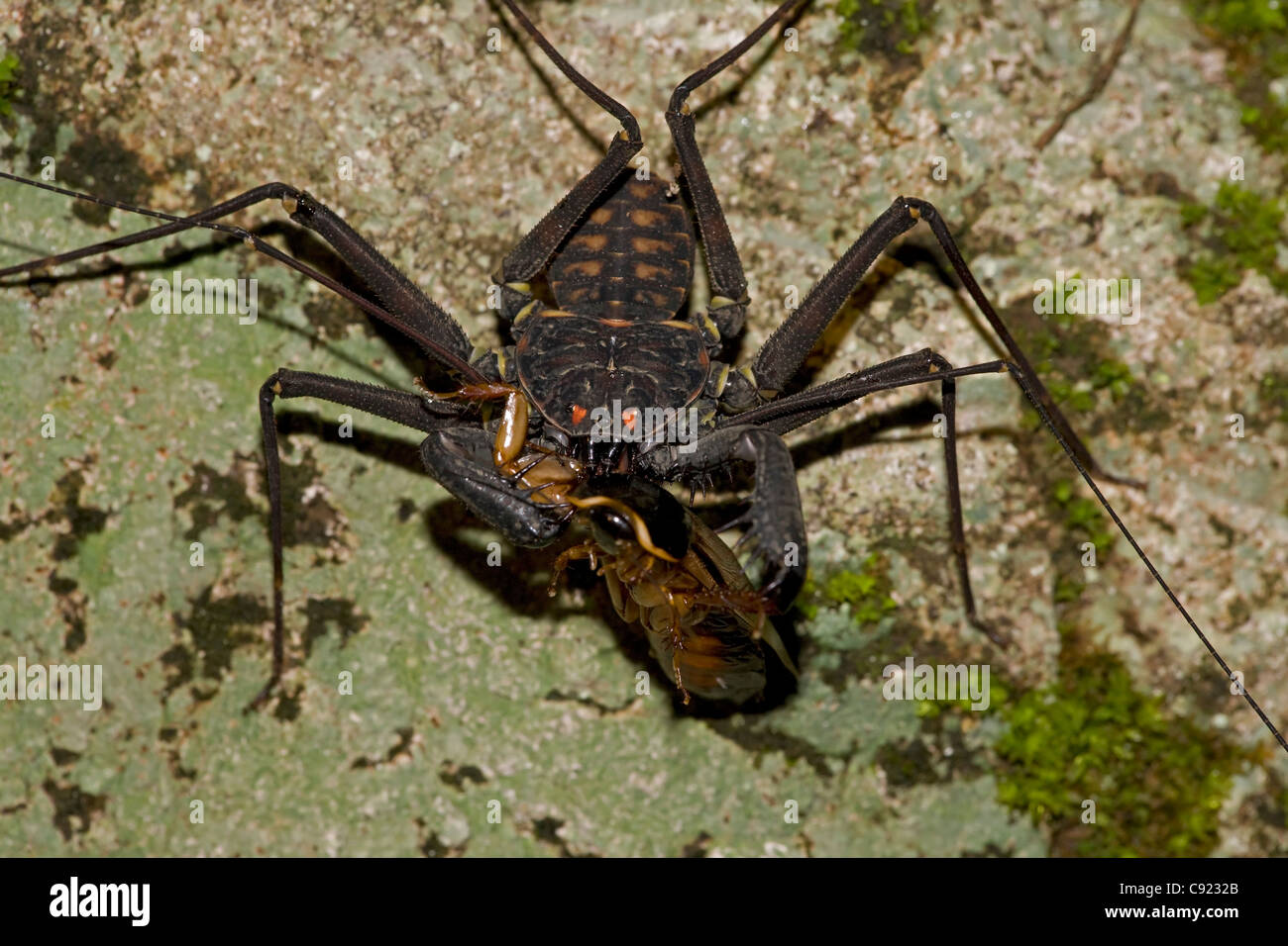 Tail-meno frusta scorpion - (Phrynus whitei) - Costa Rica - Amblypygid - tropical foresta secca - Santa Rosa parco nazionale Foto Stock