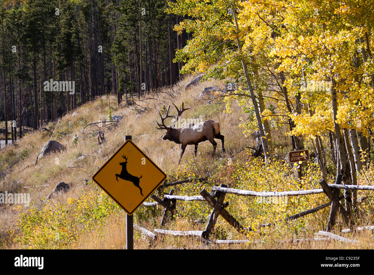 Immagine divertente di elk emergenti dai boschi e incrocio nella parte anteriore del cervo segno di incrocio nel Parco Nazionale delle Montagne Rocciose in Colorado Foto Stock