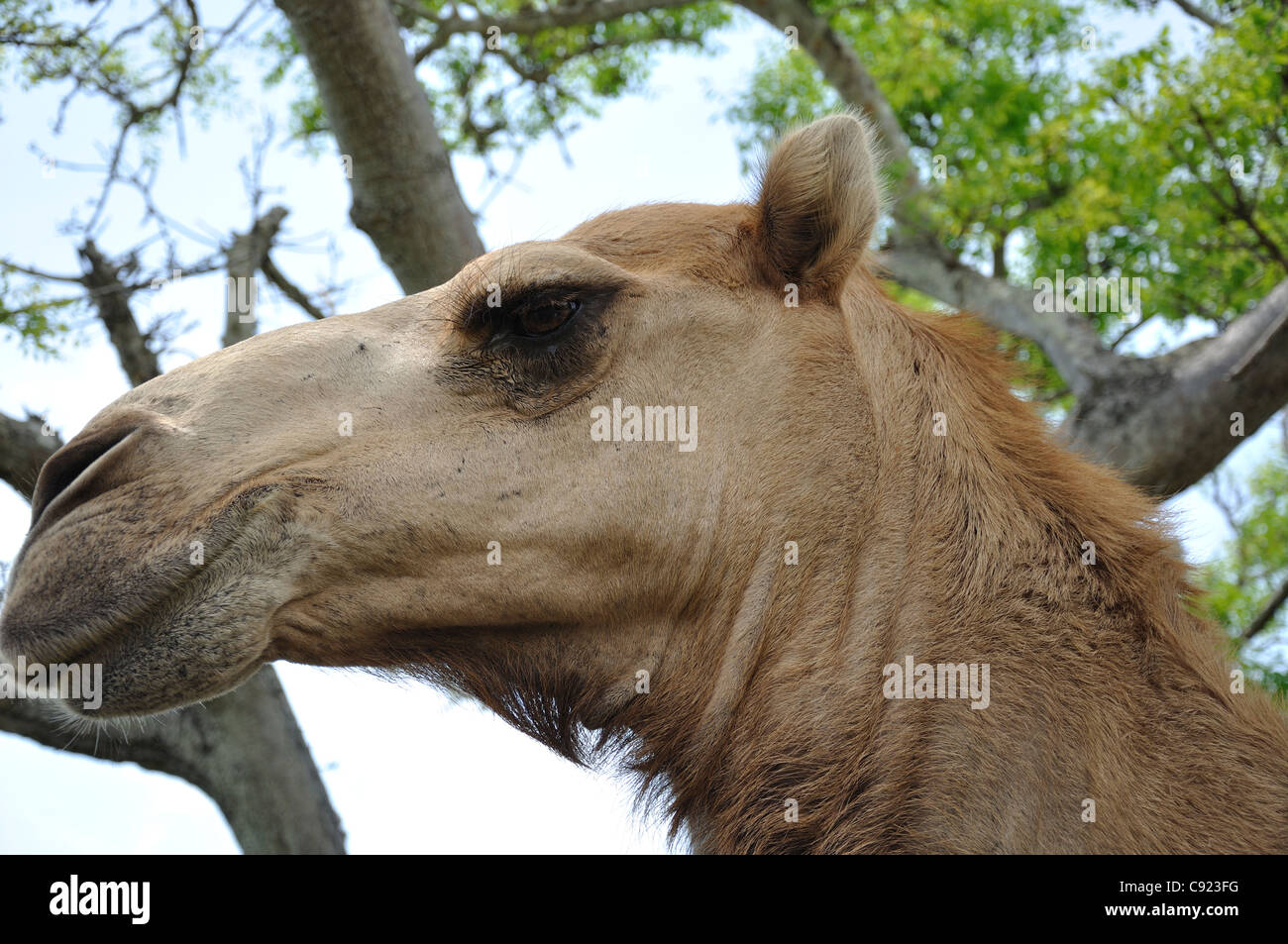 I cammelli sono animali pregiati, che vengono utilizzati per il trasporto a Vilanculos, e la regione di Inhambane. Foto Stock