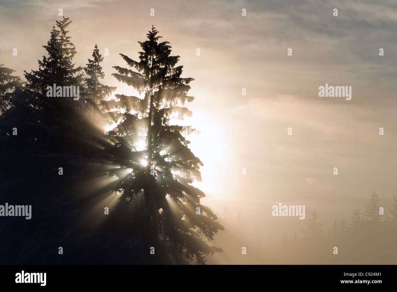 Raggi solari del mattino brillare attraverso la fitta nebbia di ghiaccio e alberi, Tongass National Forest, Juneau, a sud-est di Alaska, inverno Foto Stock
