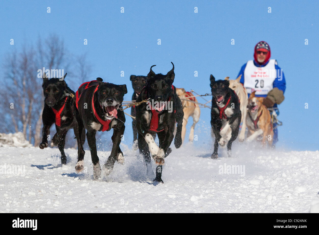 Randy DeKuiper mushes giù il Cordova Street hill durante 2011 Fur Rondy del Campionato del Mondo di Sleddog gara di Anchorage in Alaska, Foto Stock
