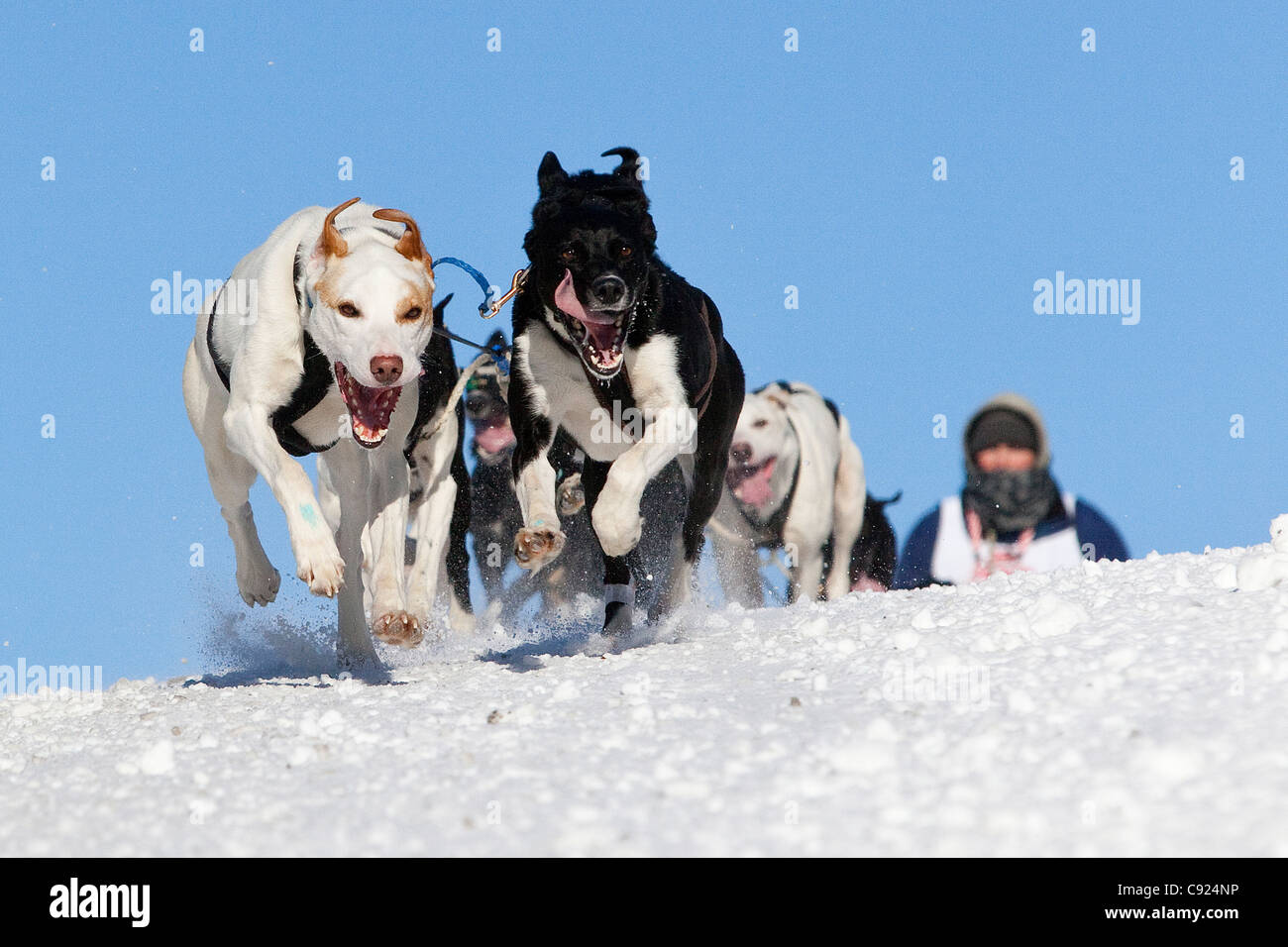 Un cane corre giù il Cordova Street hill durante 2011 Fur Rondy del Campionato del Mondo di Sleddog gara di Anchorage in Alaska, Foto Stock