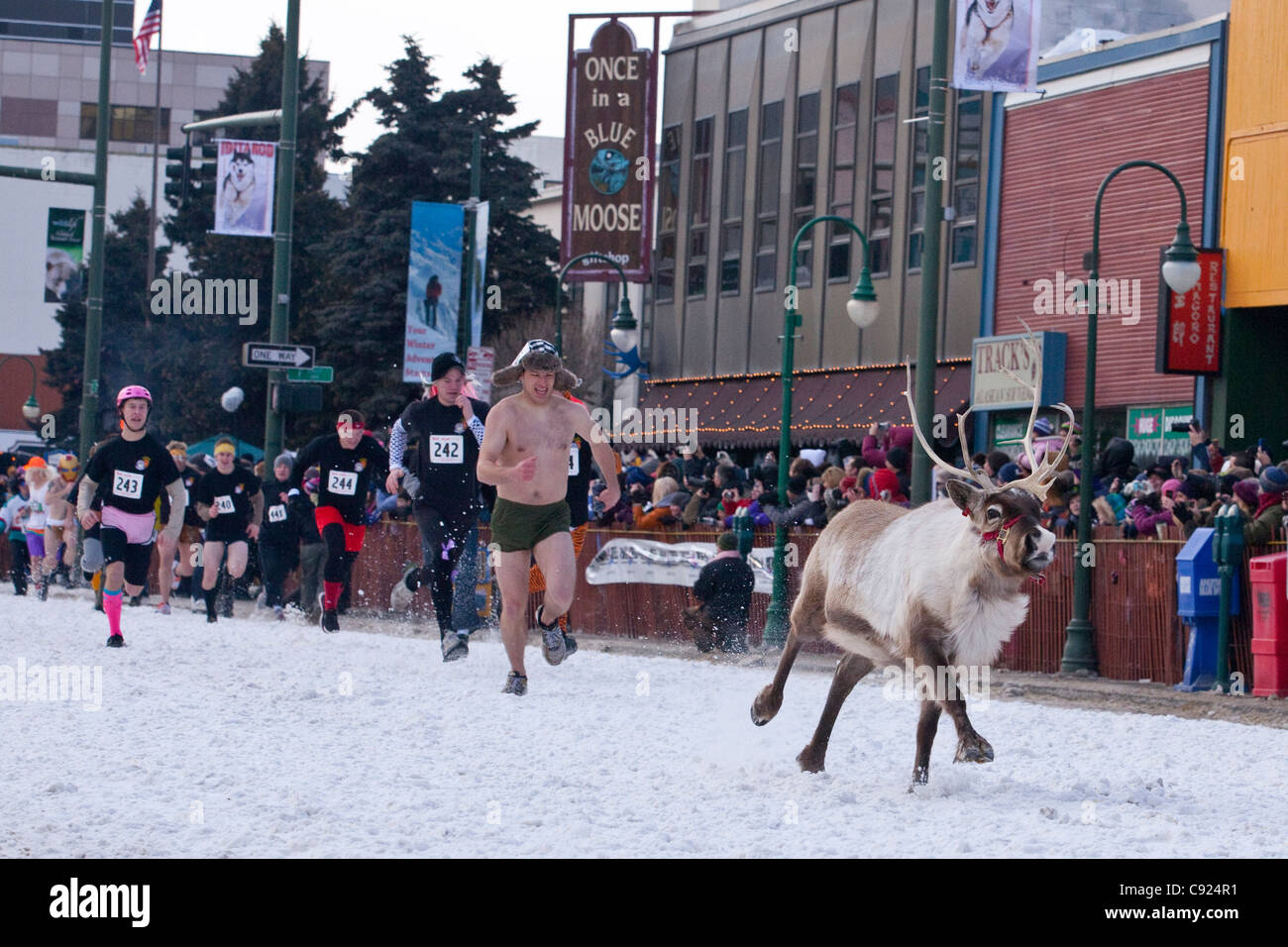 Esecuzione delle renne durante il 2011 Fur Rondy festival il 4° Avenue in Anchorage, centromeridionale Alaska, inverno Foto Stock