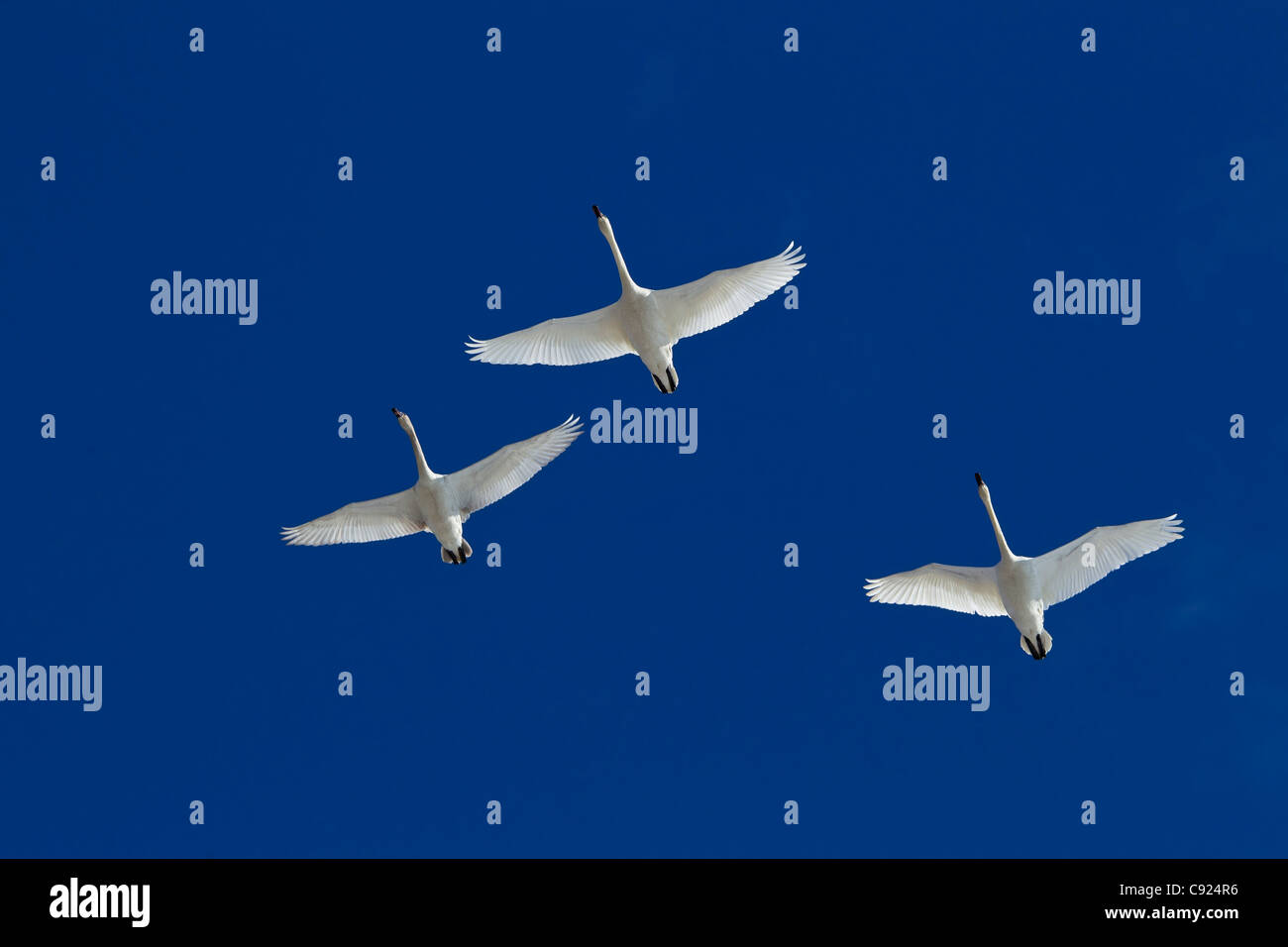 Tre Trumpeter swans in overhead di volo durante la migrazione a molla, Marsh Lake, Yukon Territory, Canada Foto Stock