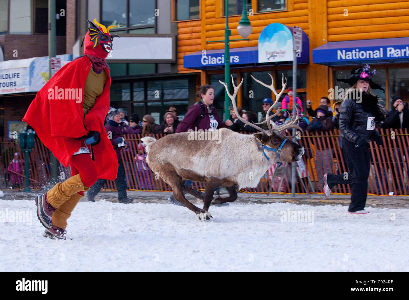 Esecuzione delle renne durante il 2011 Fur Rondy festival il 4° Avenue in Anchorage, centromeridionale Alaska, inverno Foto Stock