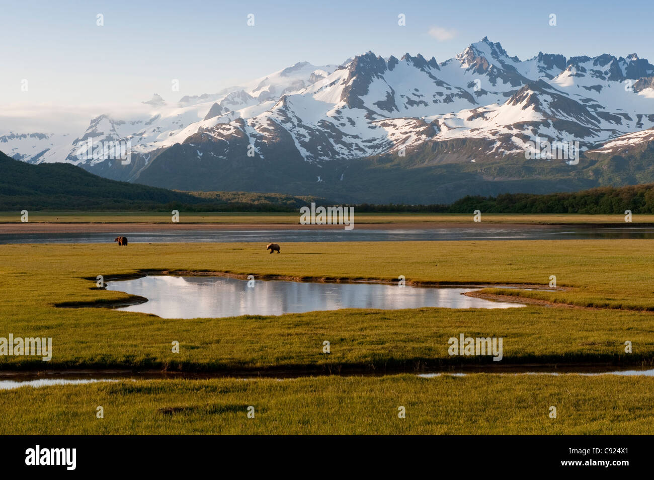 Orso grizzly camminando in un campo erboso con le montagne sullo sfondo, Swikshak, Katami costa, penisola di Alaska, Alaska Foto Stock