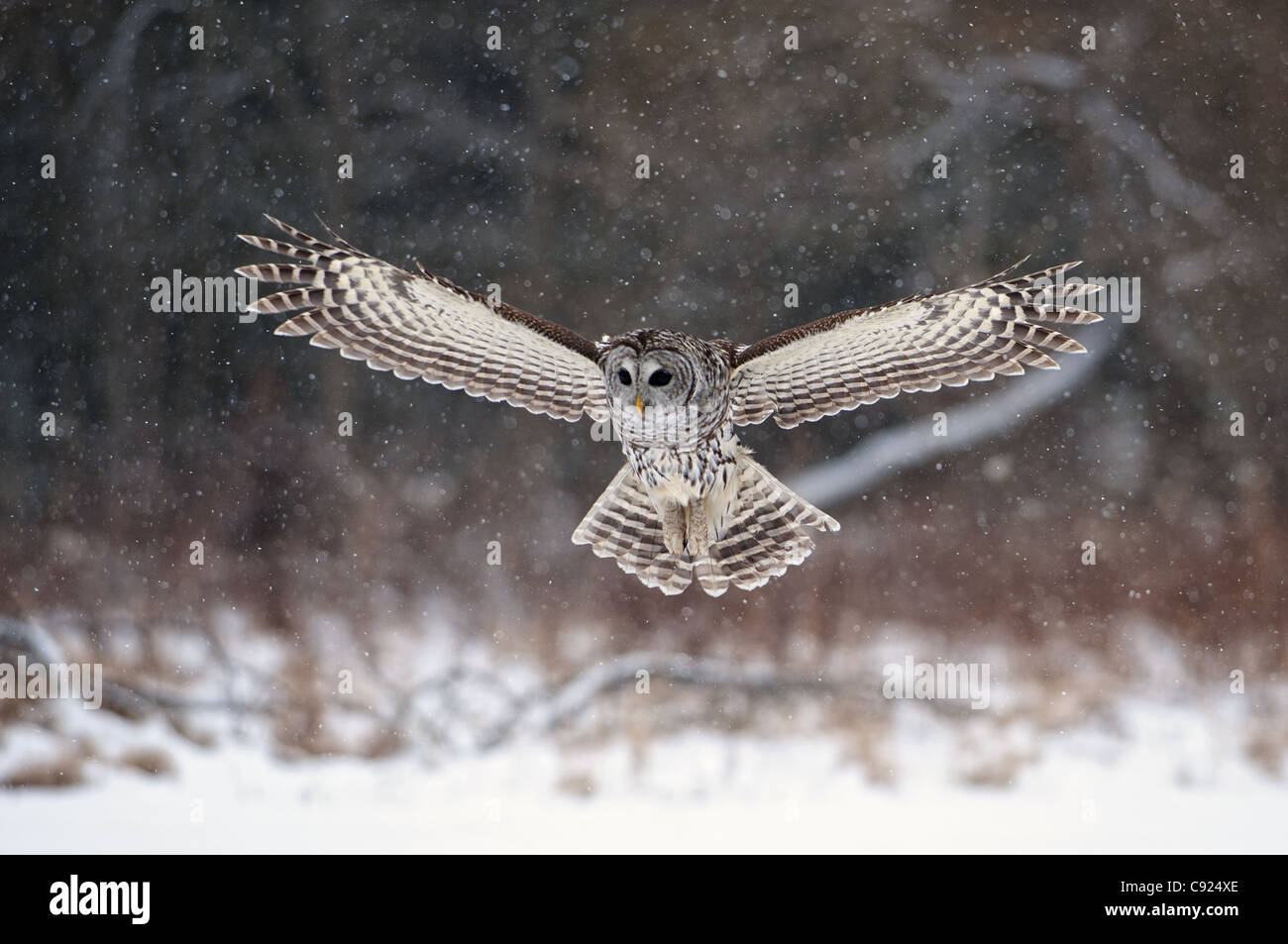 Bloccate il gufo piomba fino a terra nella neve, Ontario, Canada, inverno Foto Stock