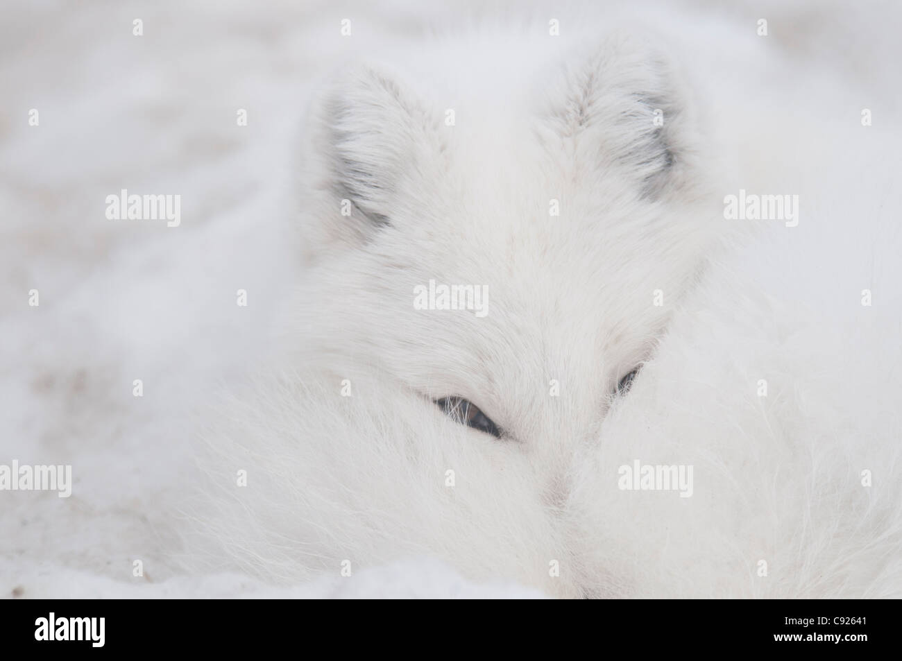 CAPTIVE:Close up di una volpe artica in fase di bianco in appoggio con il suo naso rimboccati sotto la sua coda, Yukon preservare la fauna selvatica, Canada Foto Stock