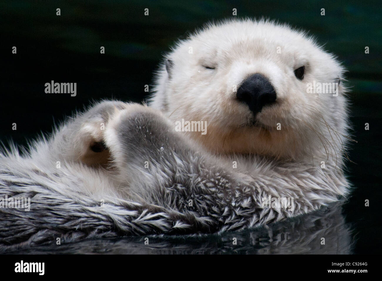 CAPTIVE Close up di un sea otter galleggiante sul suo dorso, Point Defiance Zoo, Tacoma, Stati Uniti di Washington Foto Stock