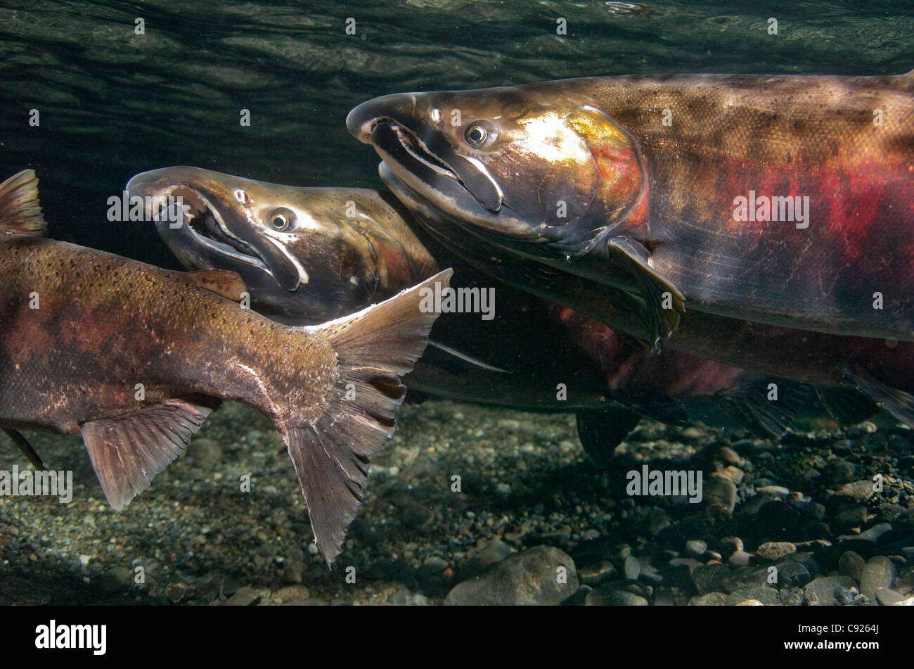 Vista subacquea di Coho salmon in potenza Creek zone di riproduzione, il rame del delta del fiume vicino a Cordova, Prince William Sound, Alaska Foto Stock