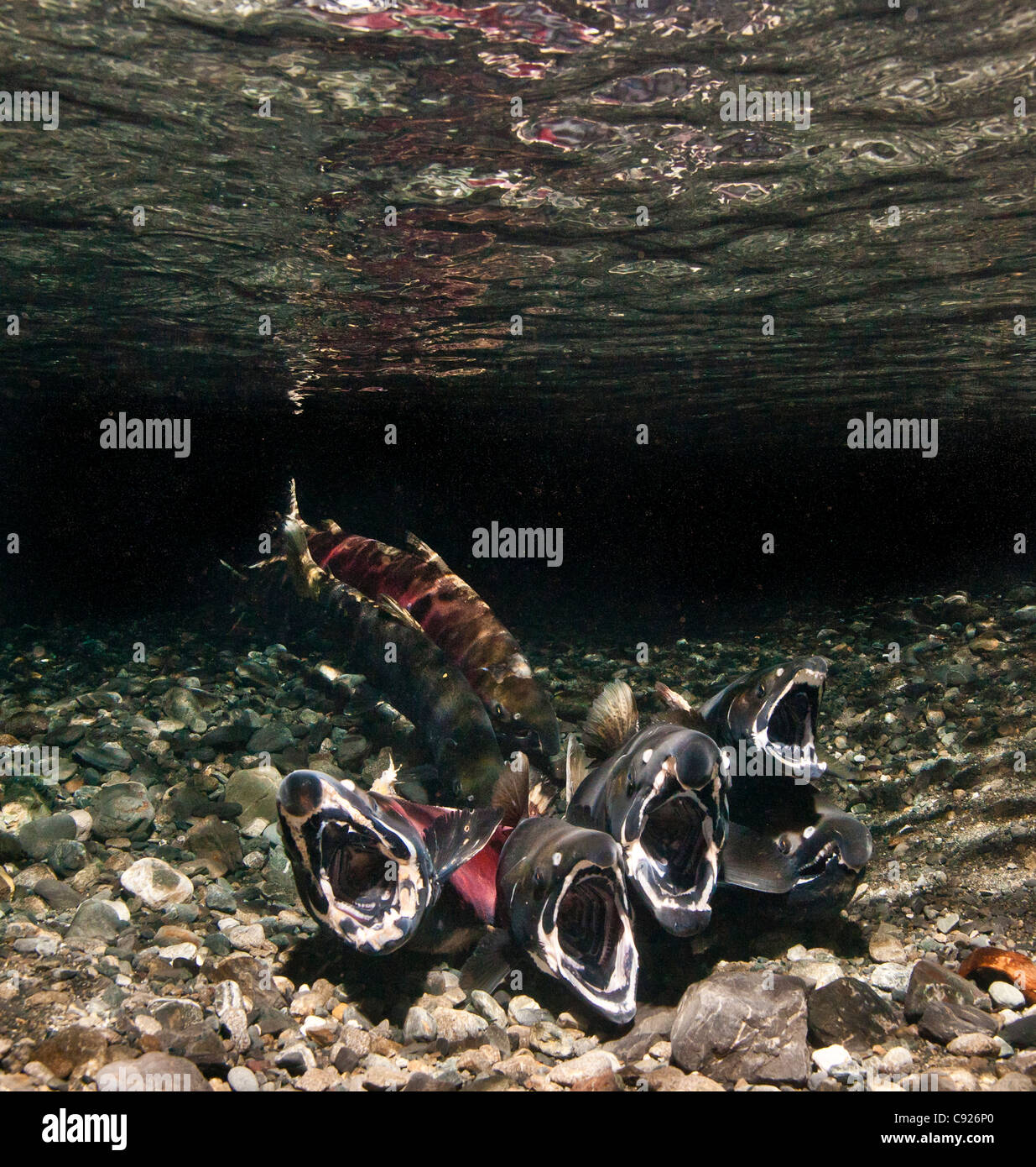Vista subacquea di poligama Coho salmone che si riproduce nel potere Creek, rame River Delta, Prince William Sound, centromeridionale Alaska Foto Stock