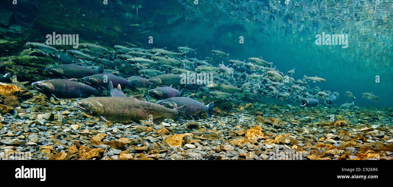 Vista subacquea Coho salmone e Dolly Varden char in Hartney Creek, rame River Delta, Prince William Sound, Alaska Foto Stock