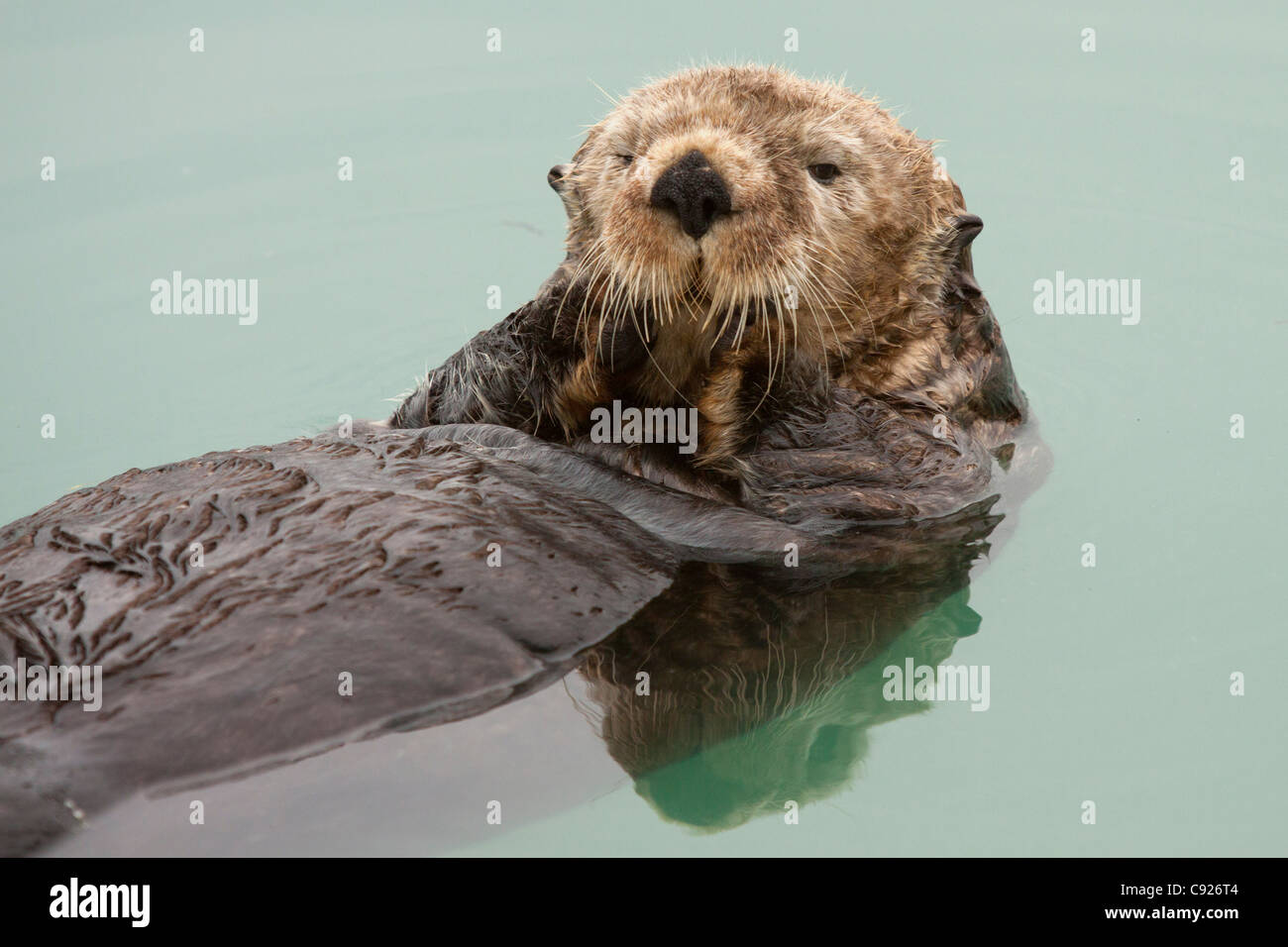 Un adulto di Sea Otter galleggianti nelle calme acque del Valdez piccola barca Porto, centromeridionale Alaska, estate Foto Stock