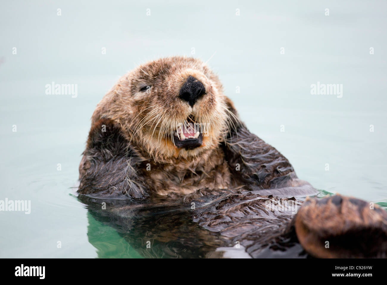 Un adulto di Sea Otter galleggianti nelle calme acque del Valdez piccola barca Porto, centromeridionale Alaska, estate Foto Stock