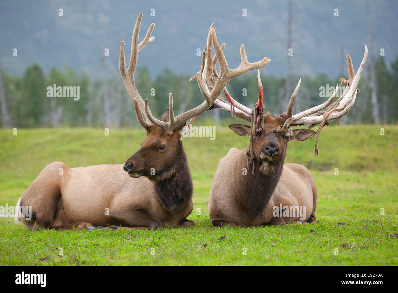 Una coppia di captive Roosevelt elk laici in erba verde in Alaska Wildlife Conservation Centre, centromeridionale Alaska, estate Foto Stock