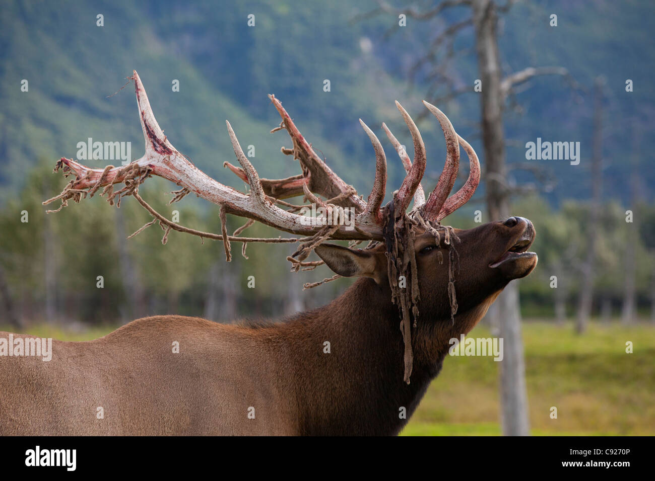 Un Roosevelt elk con spargimento velvet bugles in Alaska Wildlife Conservation Centre, centromeridionale Alaska, estate Foto Stock