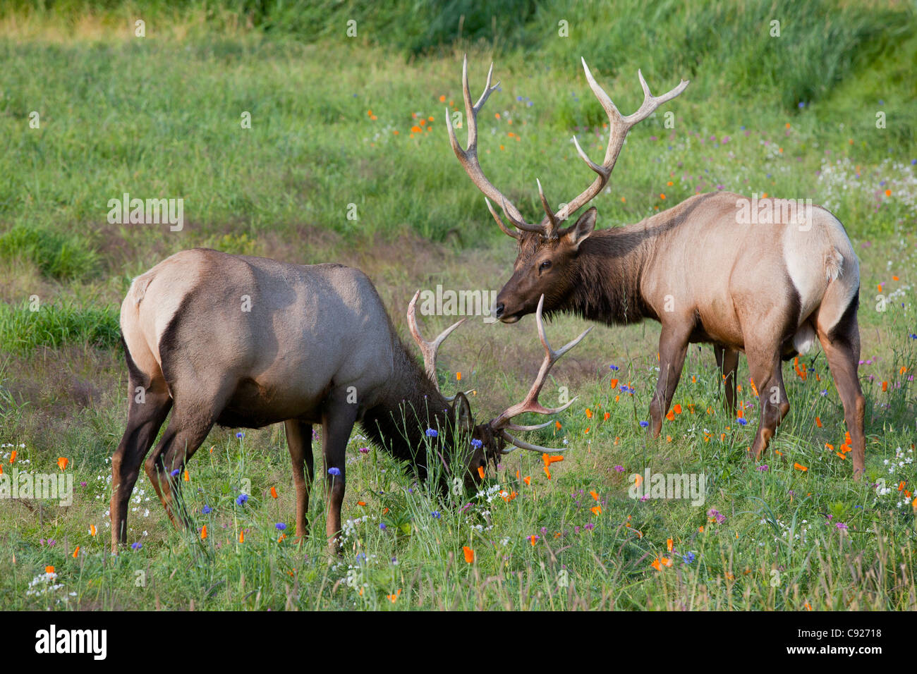 Una coppia di Rocky Mountain Elk tori feed in un campo, Alaska Wildlife Conservation Centre, centromeridionale Alaska, Estate. Captive Foto Stock