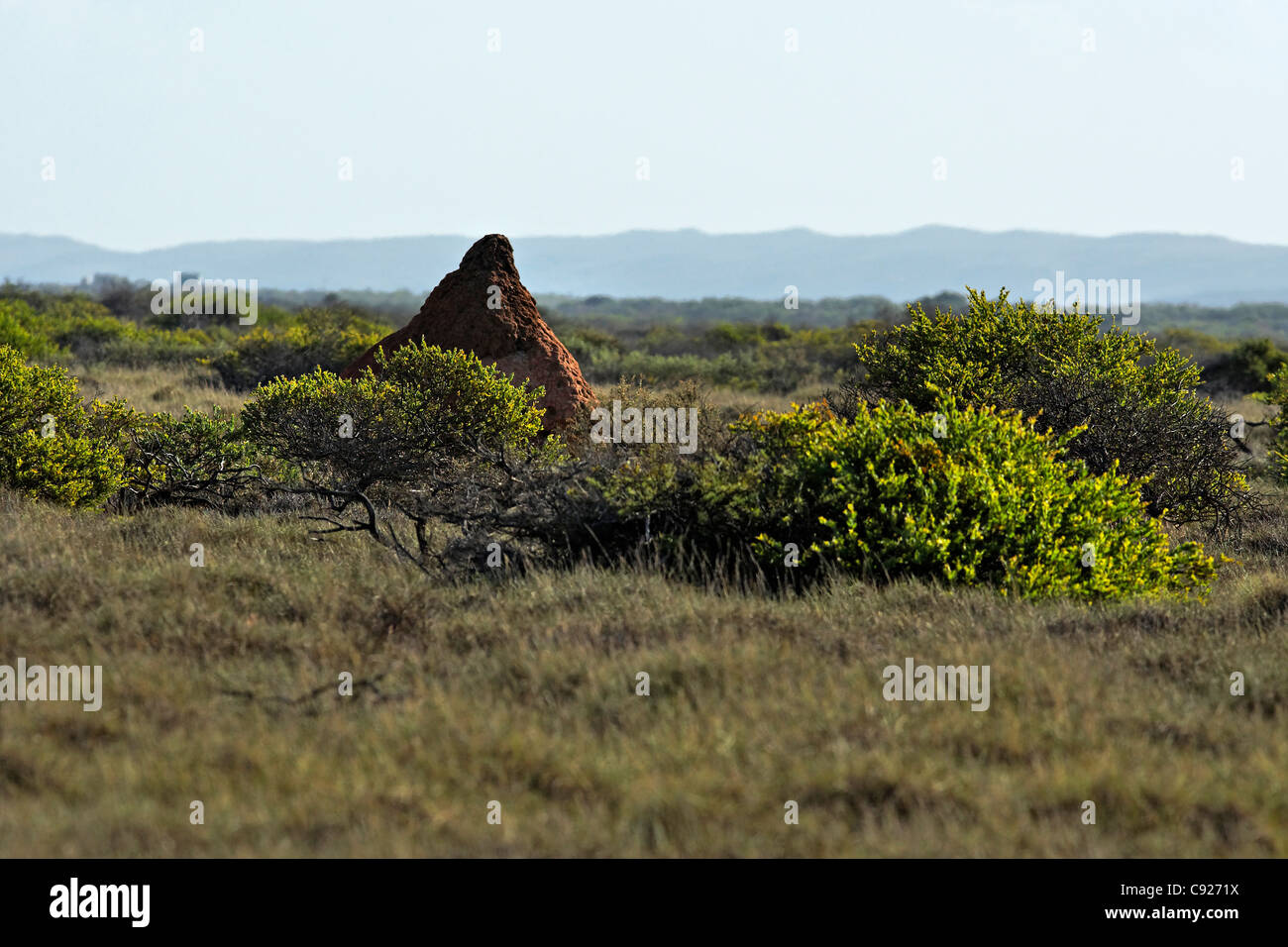 Red Termite nido, Cape Range National Park, Exmouth Australia Occidentale Foto Stock