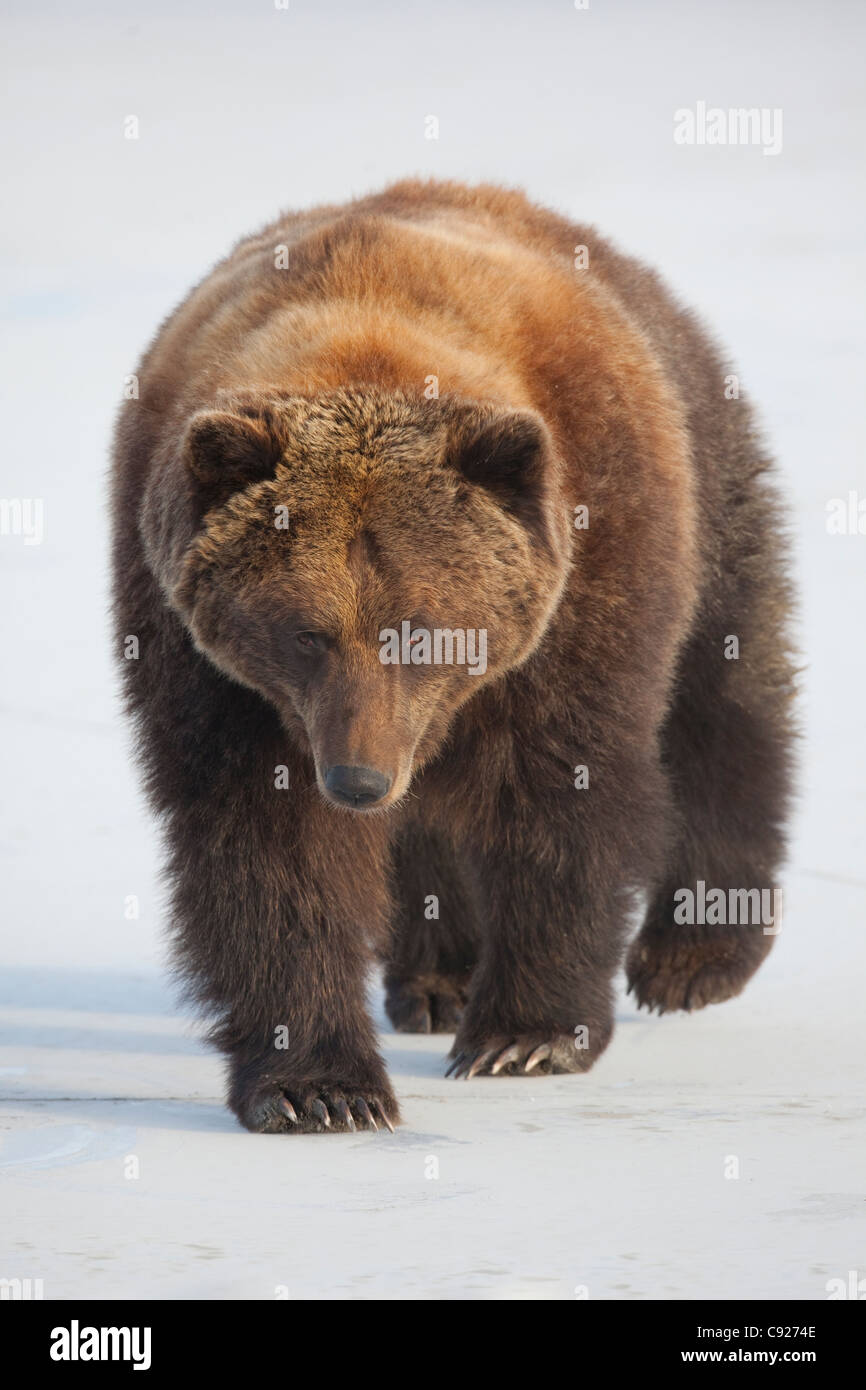 CAPTIVE: femmina di orso bruno passeggiate attraverso un laghetto congelato in Alaska Wildlife Conservation Centre, centromeridionale Alaska, inverno Foto Stock