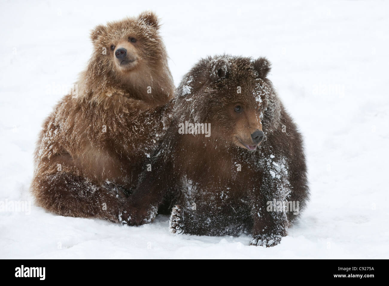 Toppa Ricamata Ferro O Cucitura Orso Grizzly Proteggiamo Il Pianeta | Animale Selvaggio Del Canada Tutela Della Natura | Adesivo/applicazione "Salva Il Pianeta" | Patch Per Stirare | 65x65mm