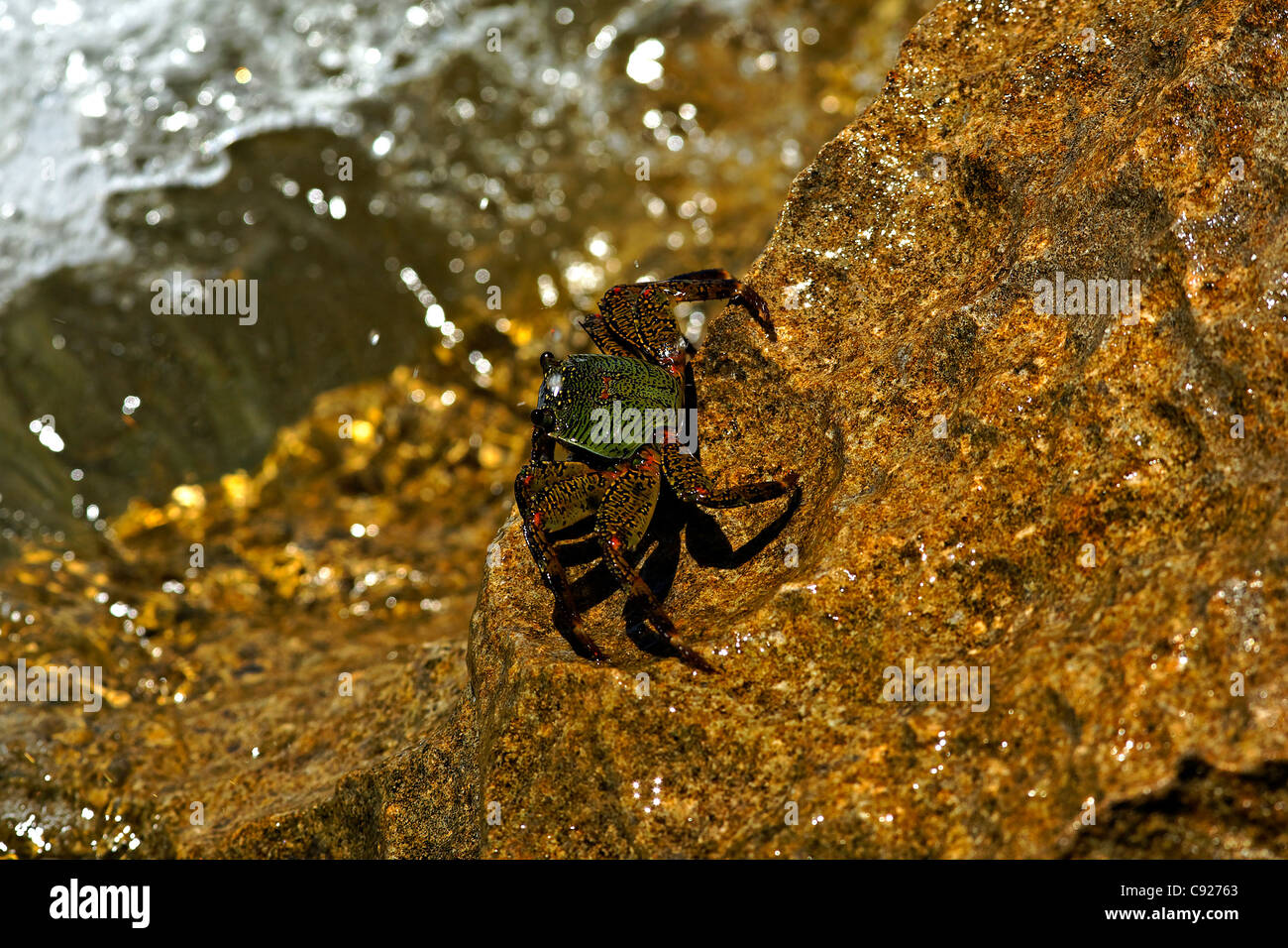 Roccia di acqua salata di granchio, Cape Range National Park, Exmouth Australia Occidentale Foto Stock