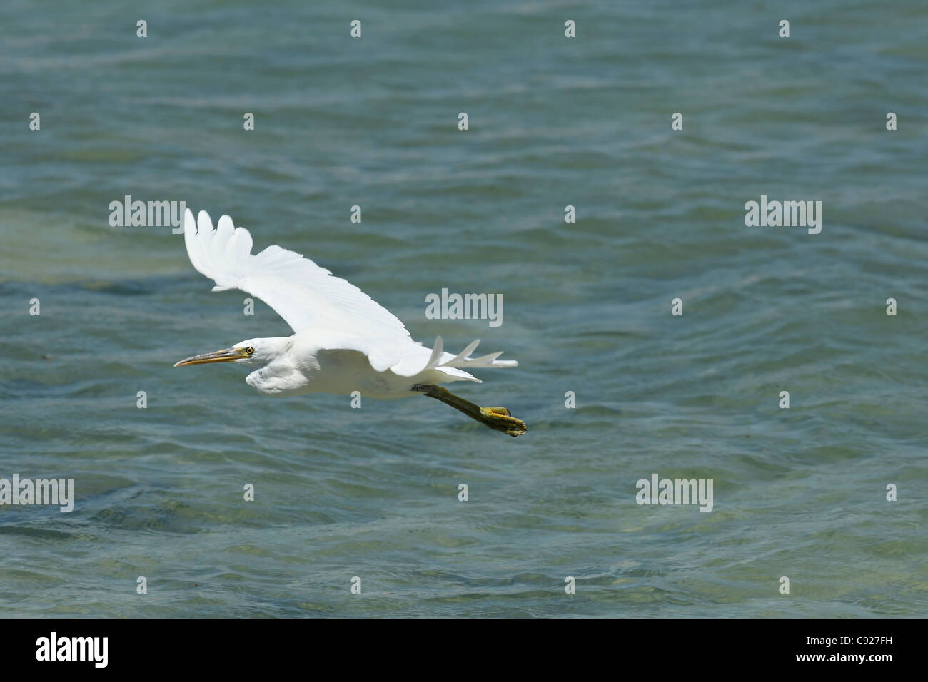 Flying scogliera orientale garzetta ( Ardea sacra ) , a nord del Western Australia Foto Stock