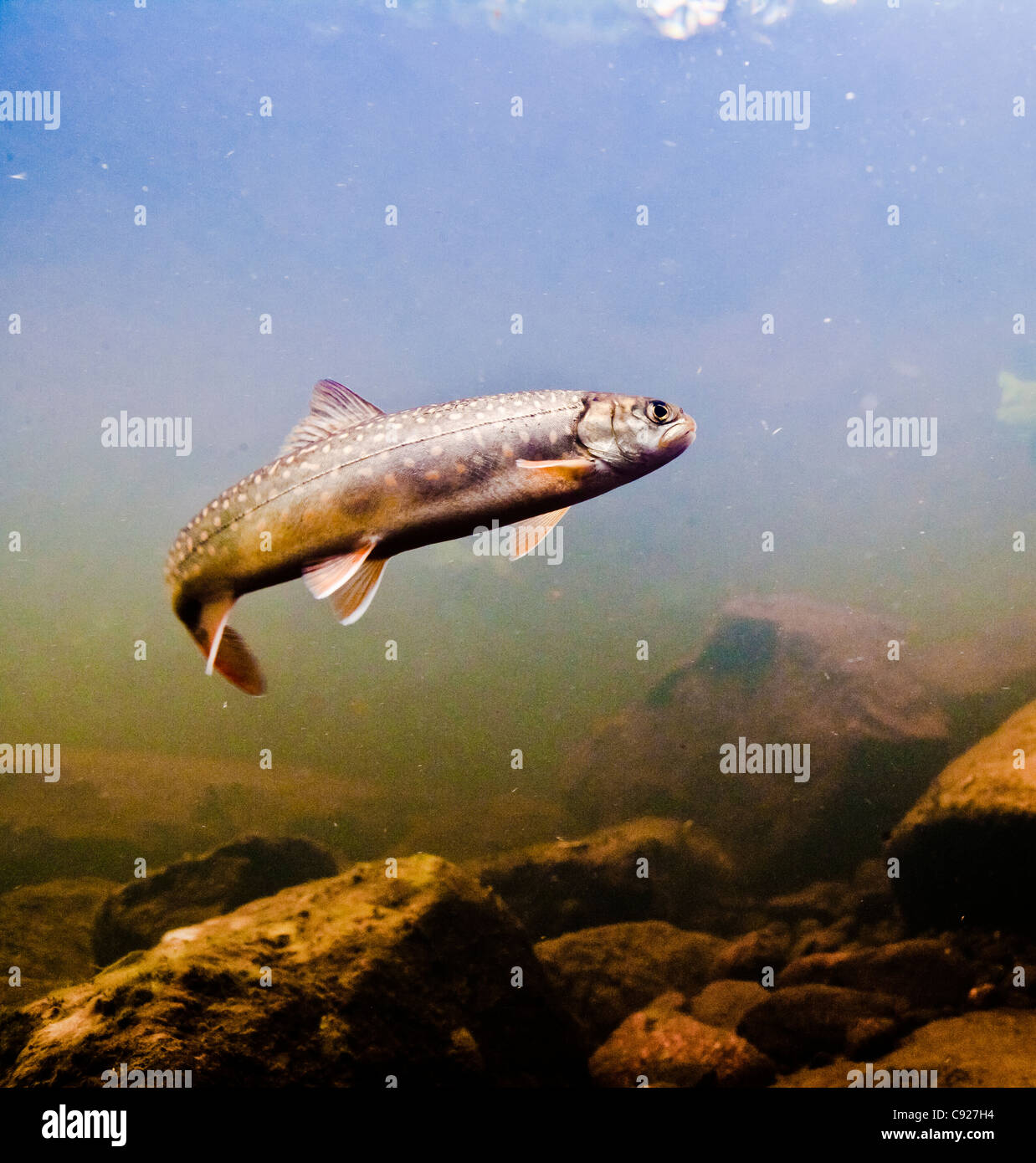 Vista subacquea di un dolly Varden char in tannino colorate acqua, Chugach National Forest, il rame del delta del fiume, Alaska Foto Stock