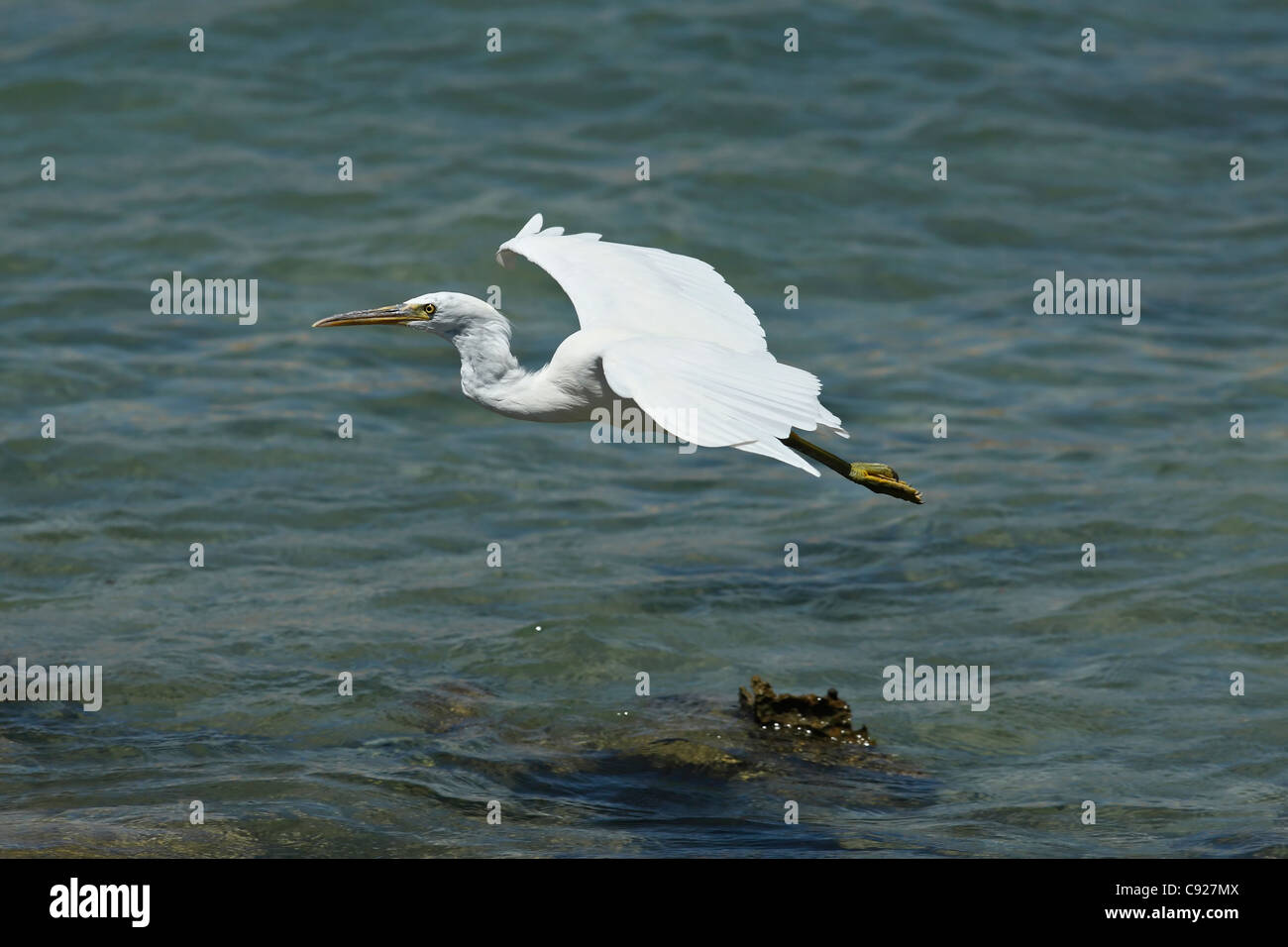 Flying scogliera orientale garzetta ( Ardea sacra ) , a nord del Western Australia Foto Stock