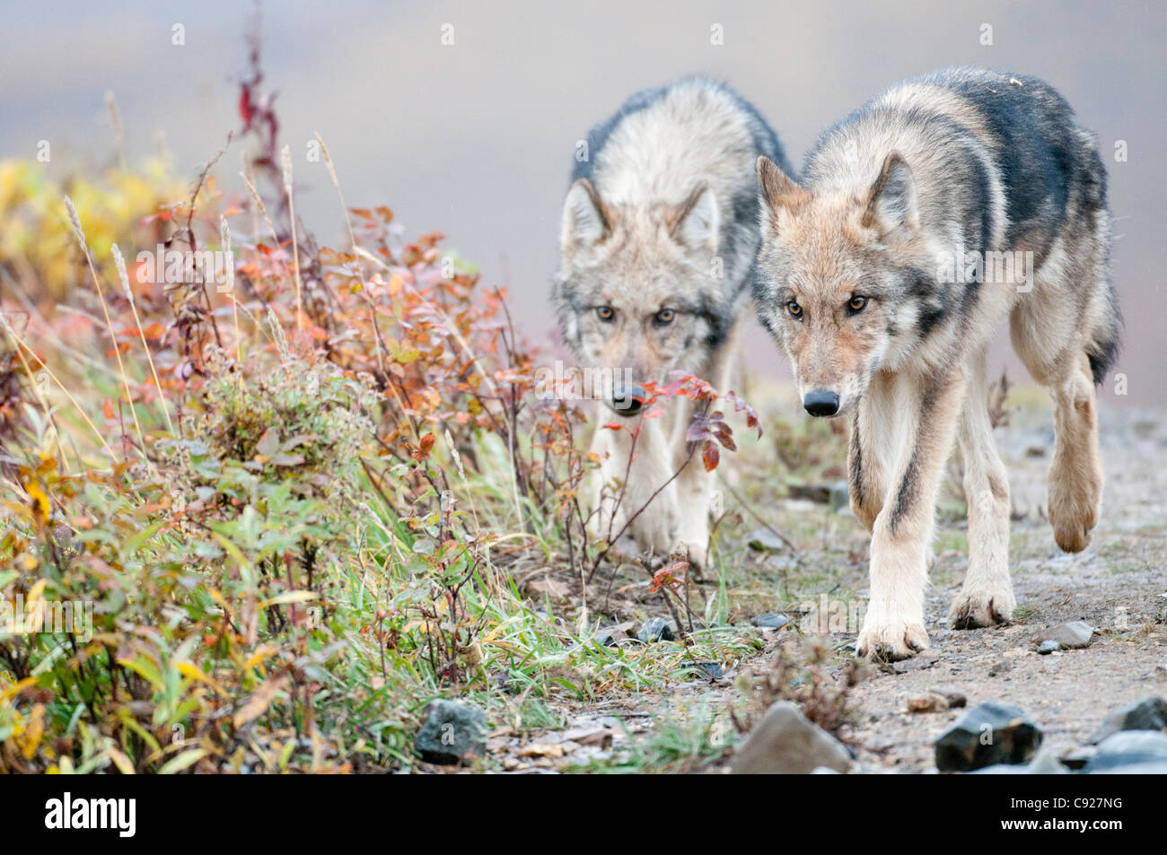 Due semi-cresciute Lupi grigi dalla concessione Creek Pack camminare vicino a Polychrome Pass, Parco Nazionale di Denali, Interior Alaska, caduta Foto Stock