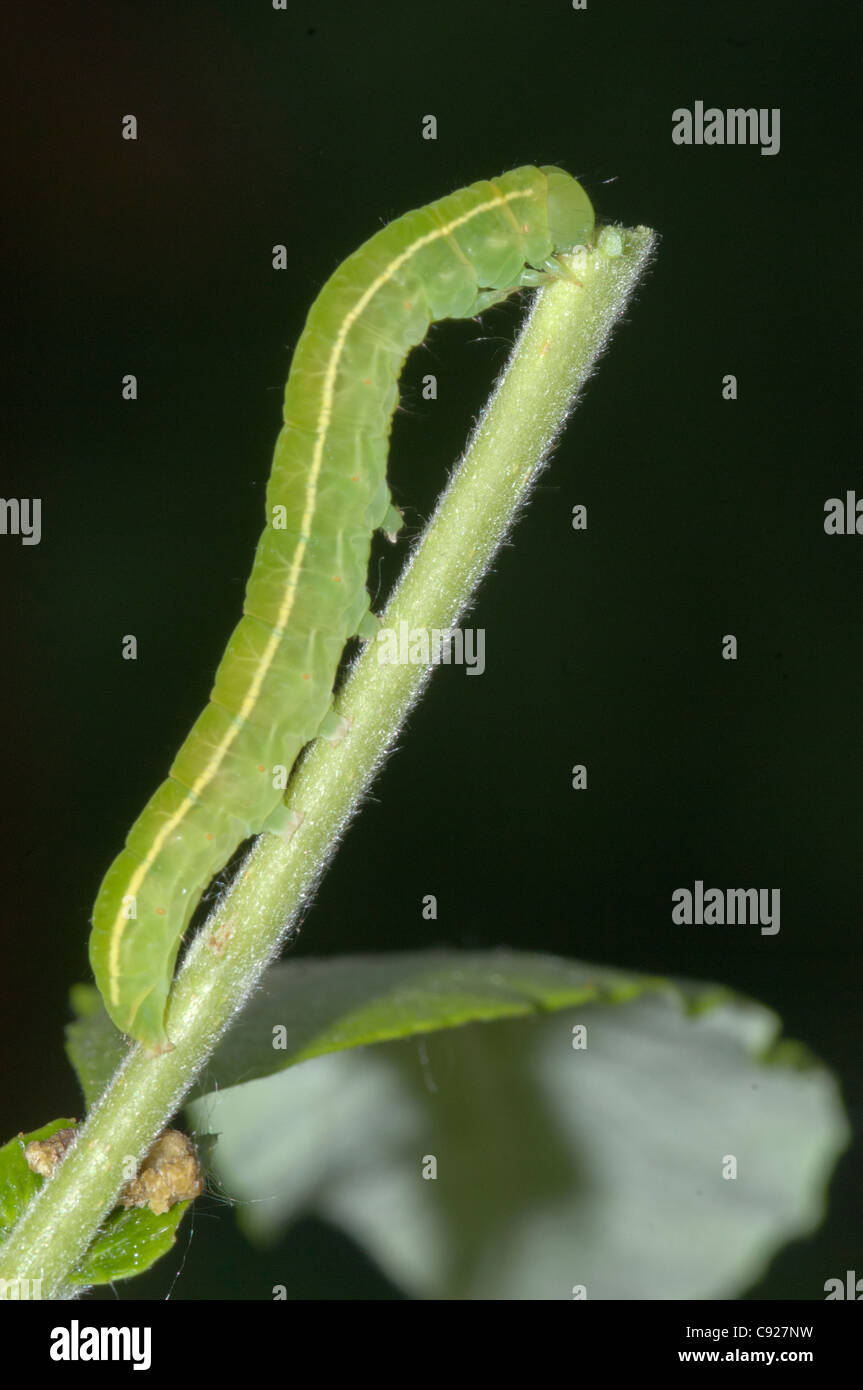 Piccolo verde caterpillar mangiando un picciolo, Fairbanks, Alaska, estate Foto Stock