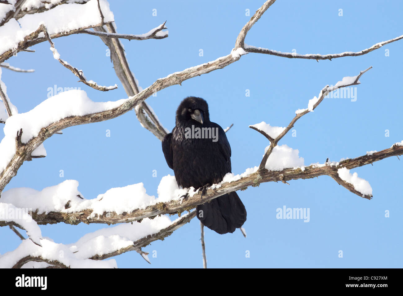 Raven arroccata su una coperta di neve terremoto ucciso albero del Portage Valley, centromeridionale Alaska, inverno Foto Stock