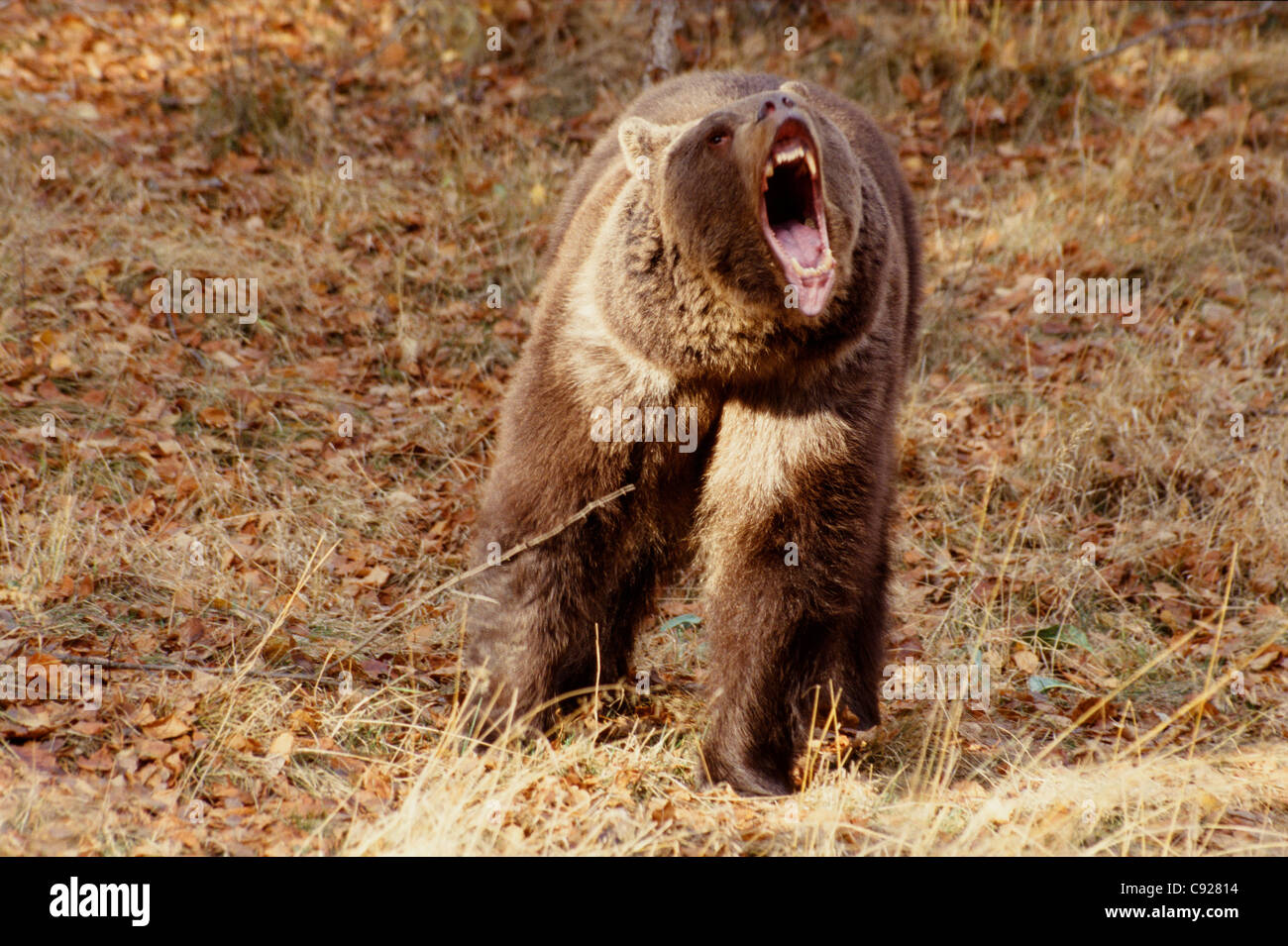 Orso bruno ruggente che mostra le ganasce & denti Captive Montana inverno Foto Stock