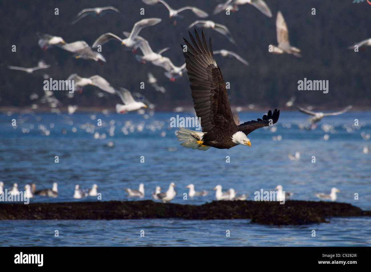 Aquila calva volare con le aringhe in artigli e con molti gabbiani in background durante l'aringa spawn stagione, Alaska Foto Stock