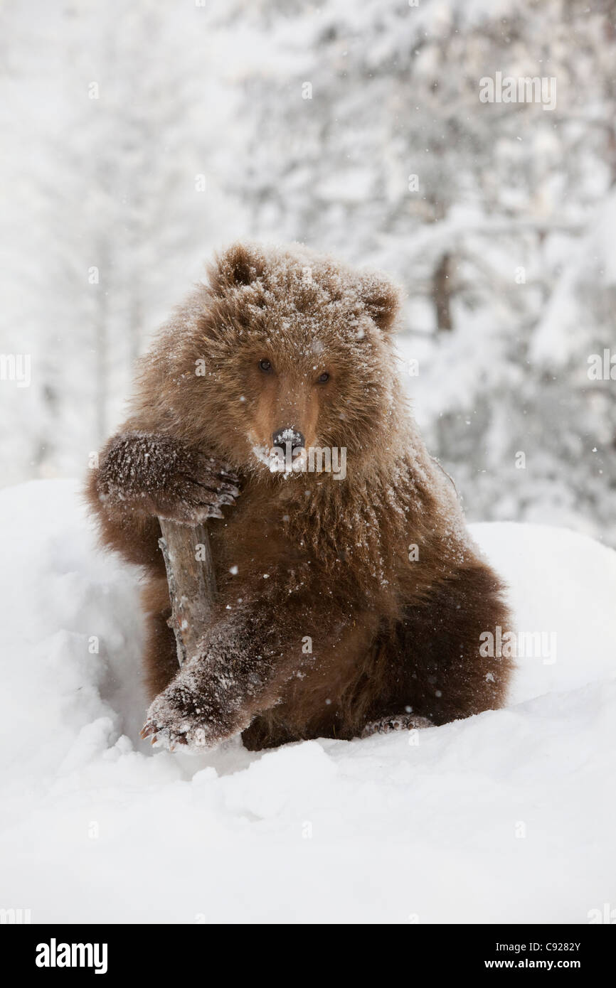 CAPTIVE: Femmina Brown Bear Cub da Kodiak detiene su un registro mentre è seduto su una coperta di neve collina in una tempesta di neve, Alaska Foto Stock